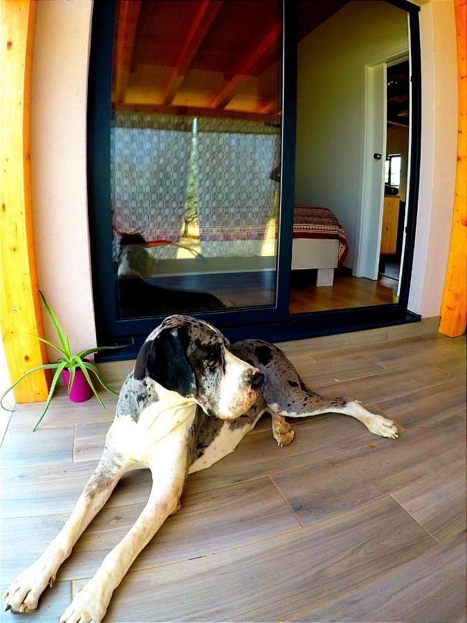 Nature Home Eco-Friendly Pet-Friendly 파자나 외부 사진
